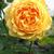 Rosa 'Golden Celebration'