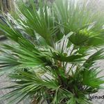 Chamaerops humilis var. volcano - 