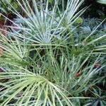 Chamaerops humilis var. cerifera - 