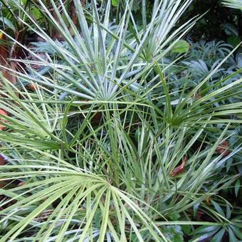 Chamaerops humilis var. cerifera