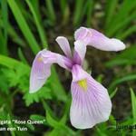 Iris laevigata 'Rose Queen ' - 