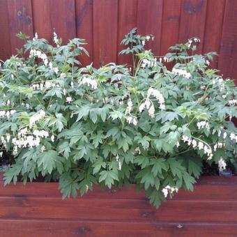 Lamprocapnos spectabilis 'Alba'