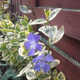 Vinca minor 'Argenteovariegata'