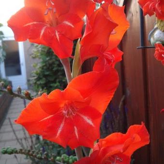 Gladiolus