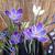 Crocus vernus