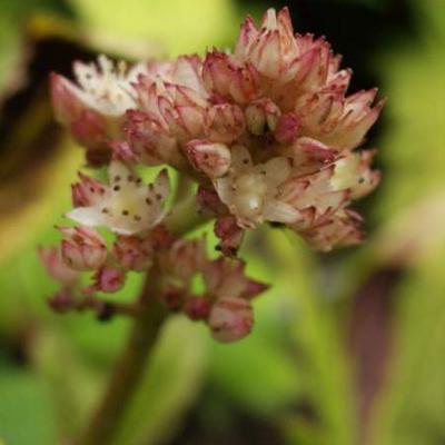 Rodgersia pinnata - RODGERSIE PLUMEUX - Rodgersia pinnata