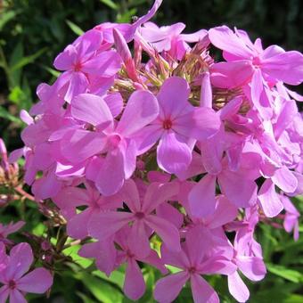 Phlox paniculata 'Rijnstroom'