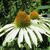 Echinacea purpurea 'White Swan'