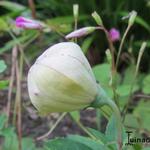 Platycodon grandiflorus 'Astra White' - 