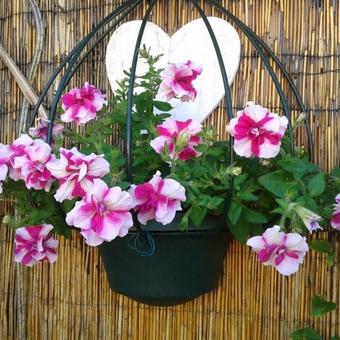 Petunia Tumbelina 'Cherry Ripple'