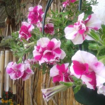 Petunia Tumbelina 'Cherry Ripple'