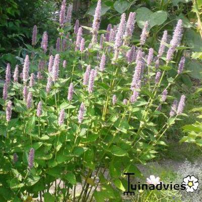 Agastache 'Blue Fortune' - Agastache 'Blue Fortune'