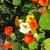 Tropaeolum majus