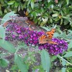 Buddleja davidii - Buddleia de David