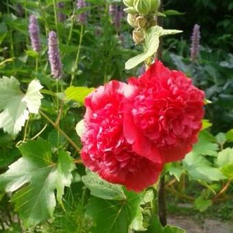 Alcea rosea