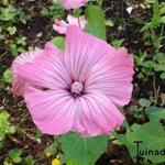 Lavatera trimestris - 