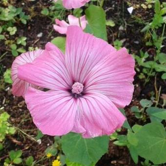 Lavatera trimestris