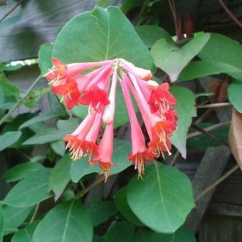 Lonicera x brownii 'Dropmore Scarlet'