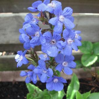 Anchusa azurea 'Loddon Royalist'