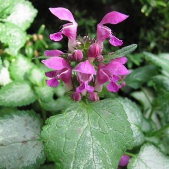 Lamium maculatum