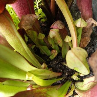 Sarracenia flava