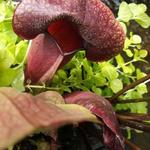 Sarracenia flava - Gelbe Schlauchpflanze