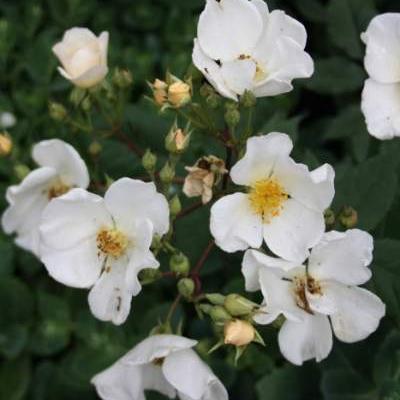 Rosa 'Rosalita' - 