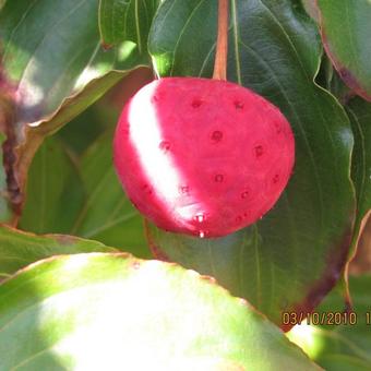 Cornus kousa