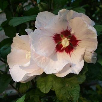 Hibiscus syriacus ’Red heart’