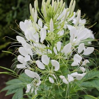 Cleome spinosa