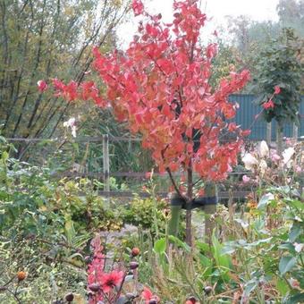 Cornus officinalis ´Robins Pride´