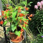 Begonia 'Sparkle Salmon' - 