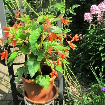 Begonia 'Sparkle Salmon'