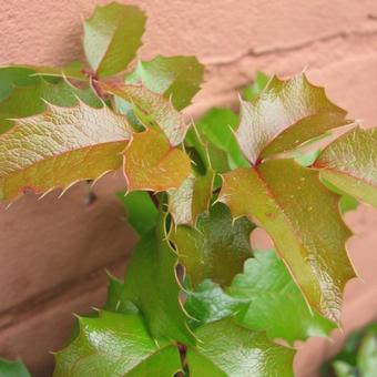 Mahonia aquifolium