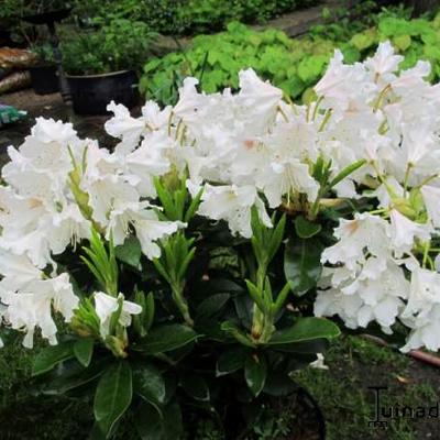 Rhododendron impeditum 'Album' - 