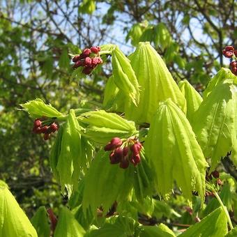 Acer shirasawanum 'Aureum'