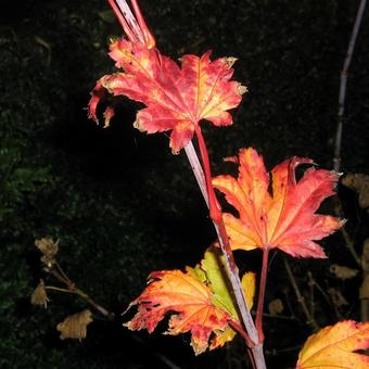 Acer shirasawanum 'Aureum'