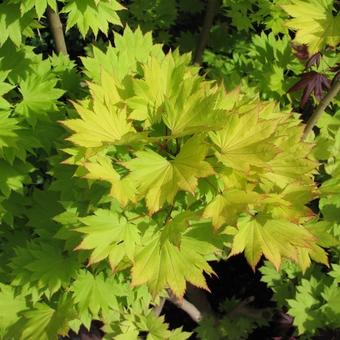 Acer shirasawanum 'Aureum'