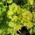 Acer shirasawanum 'Aureum'