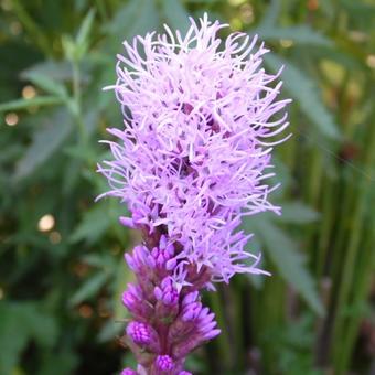 Liatris spicata