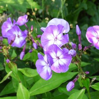 Phlox paniculata 'Blue Boy'