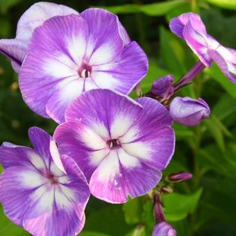 Phlox paniculata 'Blue Boy'