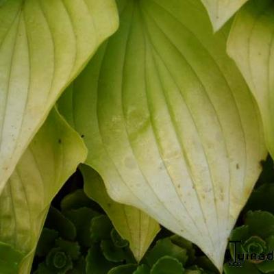 Hosta 'Boyz Toy' - 