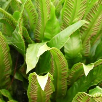 Asplenium scolopendrium