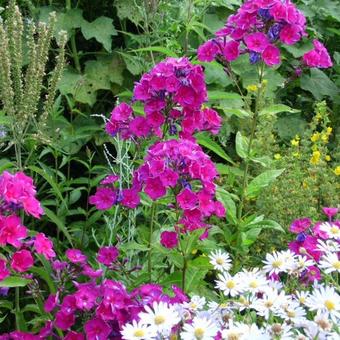 Phlox paniculata 'Starfire'