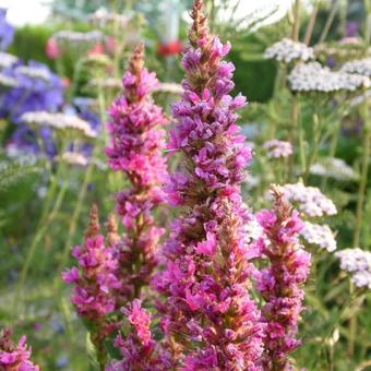 Lythrum salicaria 'Robert'