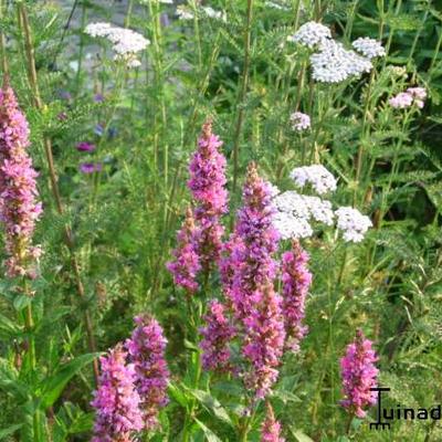 Lythrum salicaria 'Robert'