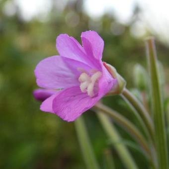 Epilobium hirsutum