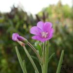 Epilobium hirsutum - Zottiges Weidenröschen