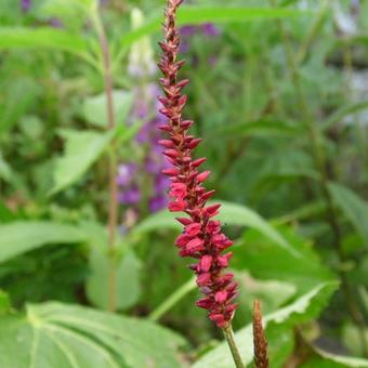 Persicaria amplexicaulis 'Blackfield'